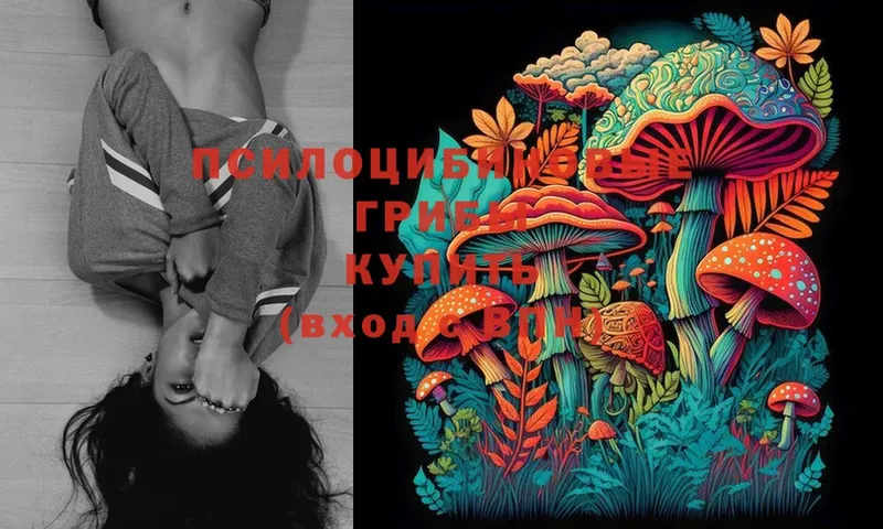 Псилоцибиновые грибы Cubensis  где можно купить   Ржев 